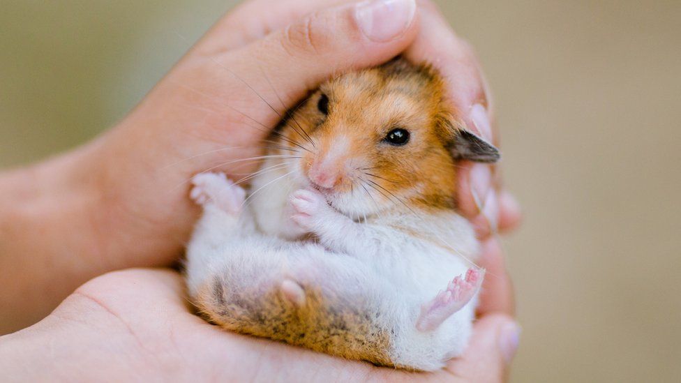 A hamster is held between a person's two hands in this stock photograph