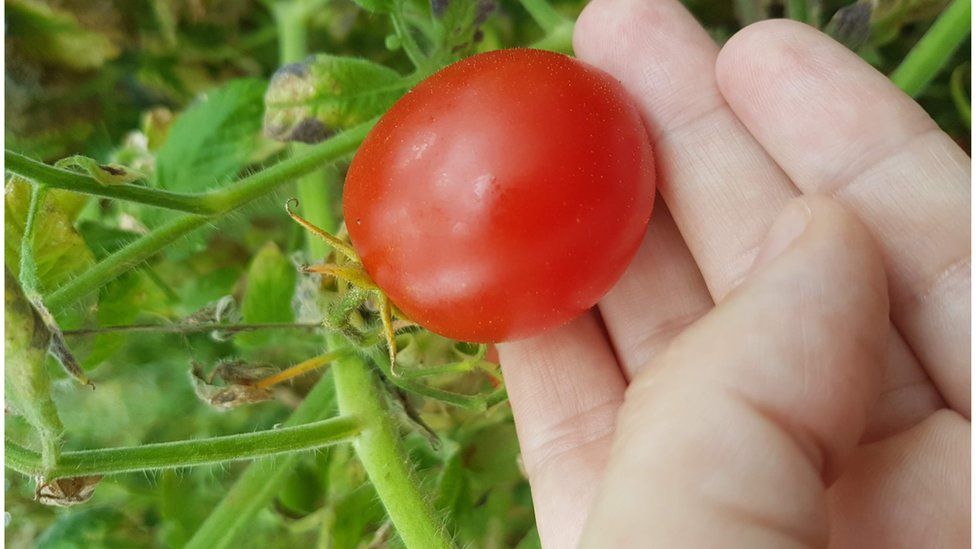 Gene edited tomatoe