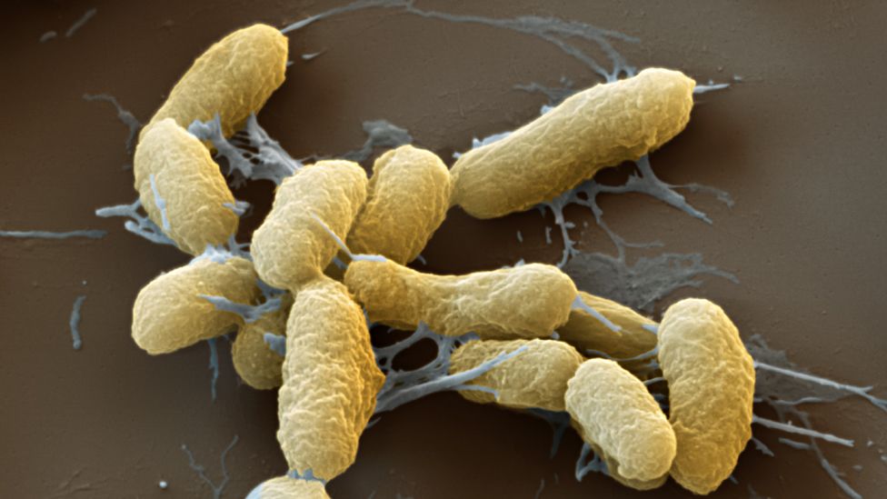 Plague bacteria, Yersinia pestis