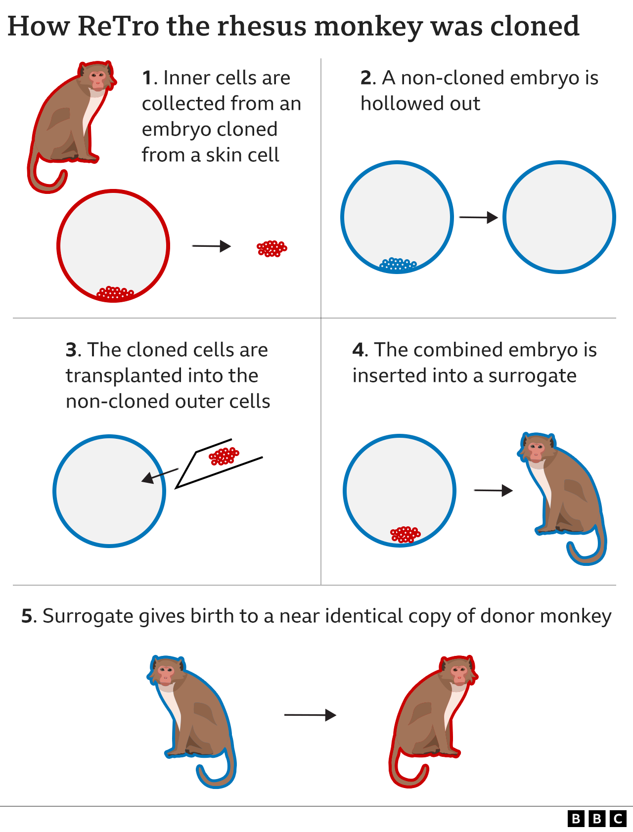 Graphic of cloning process