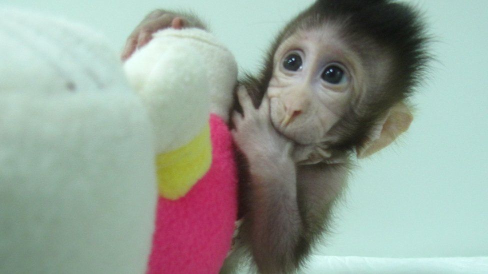 Zhong Zhong, one of the first two monkeys created by somatic cell nuclear transfer
