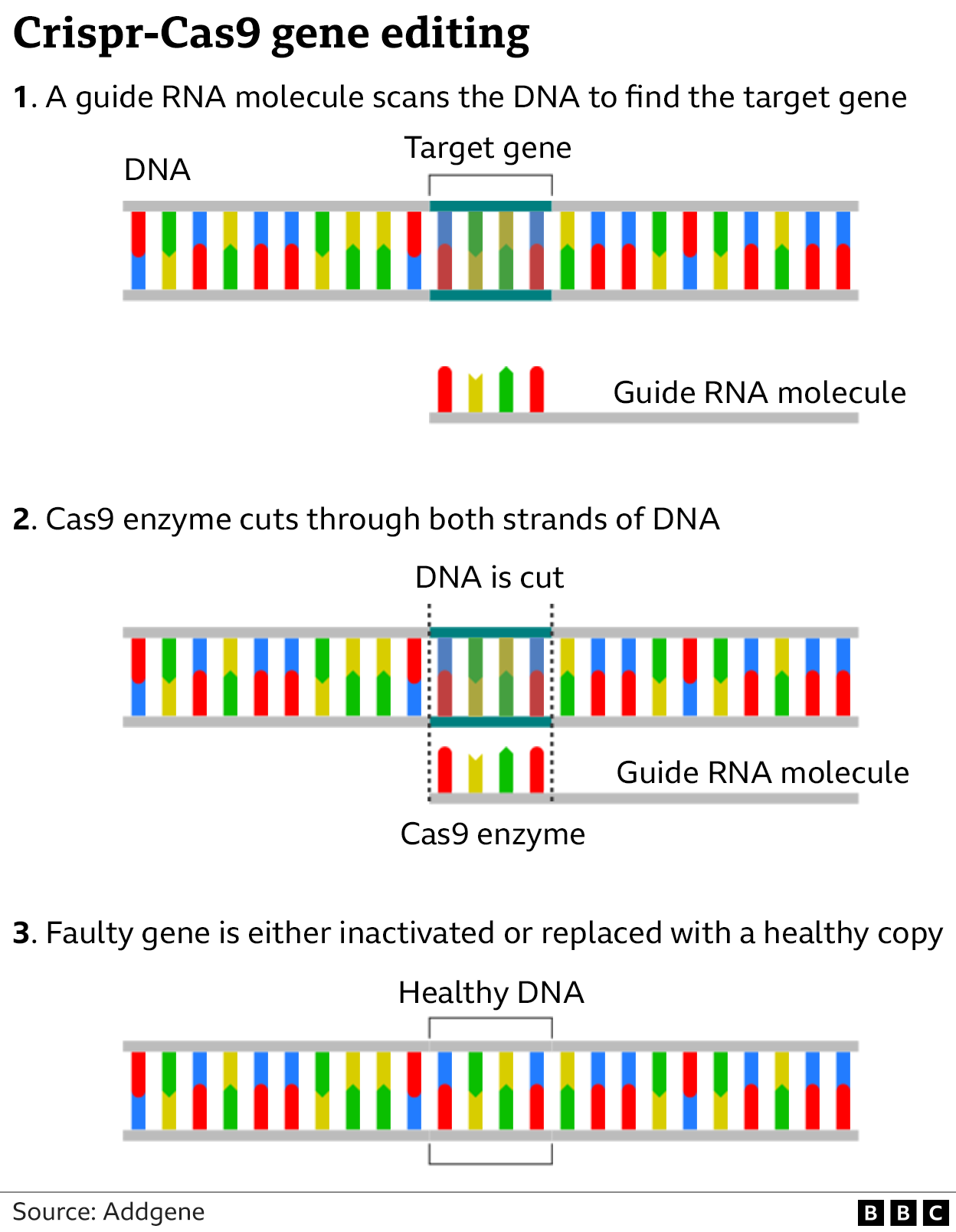 Graphic explaining how Crispr-Cas9 gene editing works